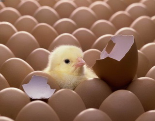Племптахокомбінат «Запорізький» у І півріччі наростив виробництво інкубаційних яєць